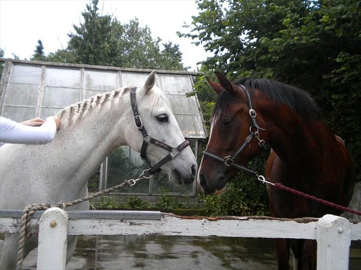 Anden særlig race Andrea - De er ved at blive gode venner (-: billede 8