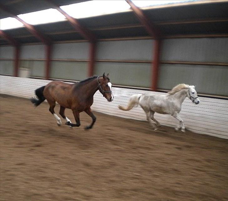 Anden særlig race Andrea - fræser rundt i ridehallen med kalahari, det ku de li :-) billede 9