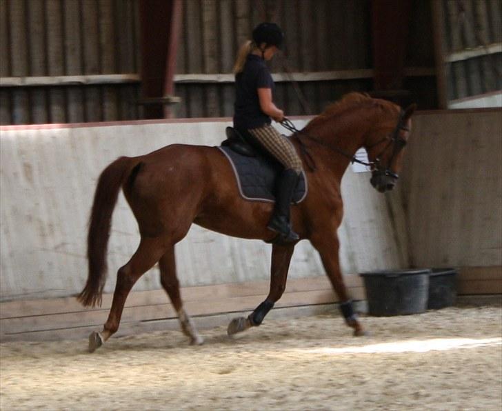 Oldenborg Wonderfull Fly RIP billede 3