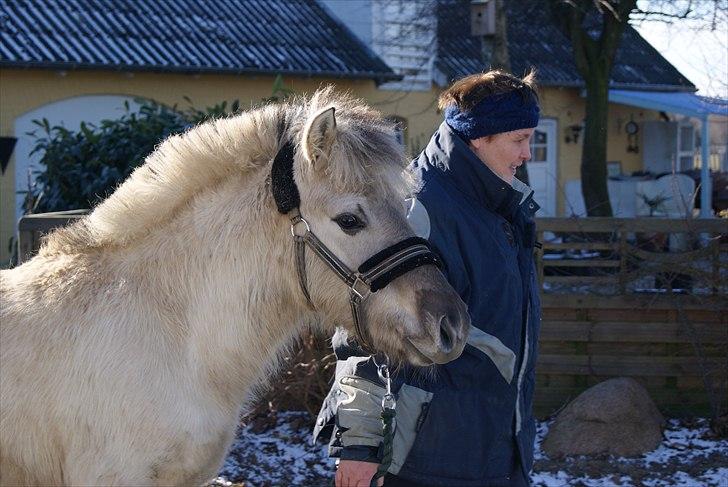Fjordhest V. Linderup Piccaso - Velkommen til min profil, håber du syntes om mig:) billede 12