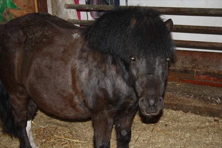 Shetlænder Felix ... - lille felix inde i sin gamle box  billede 1