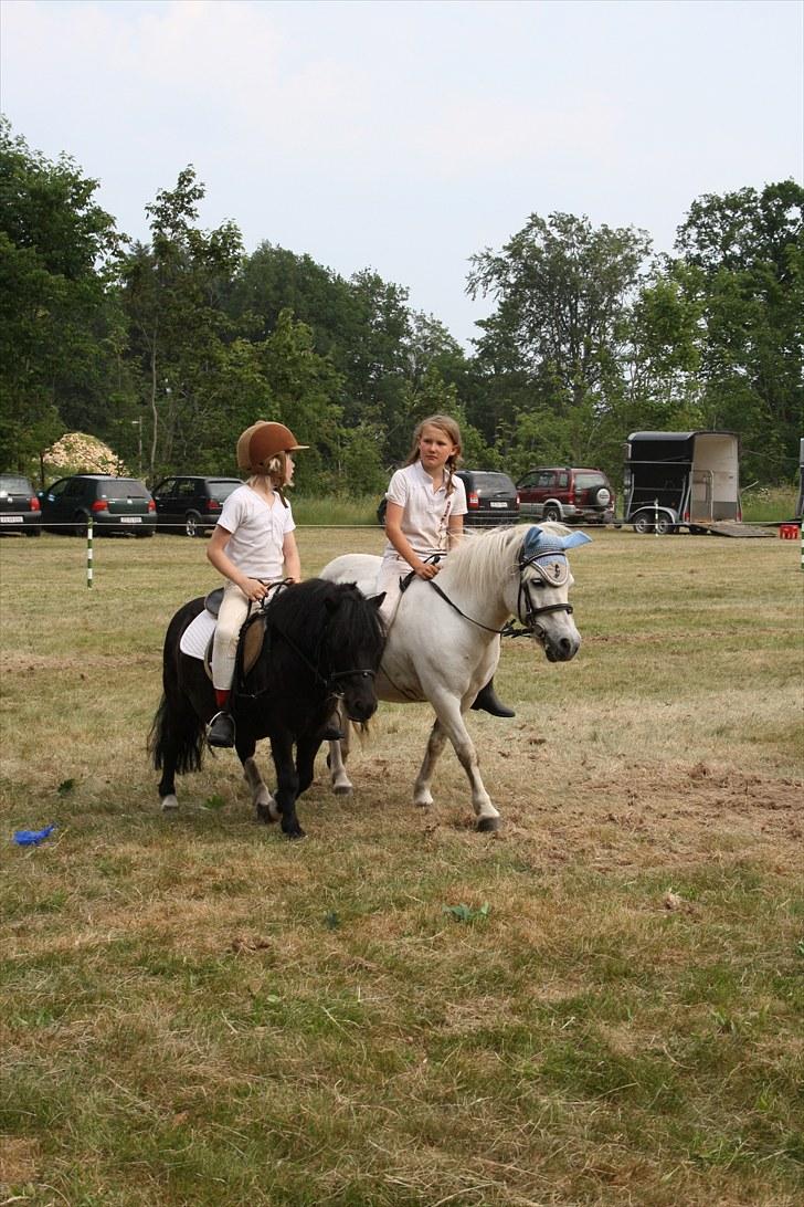 Shetlænder Felix ... billede 2