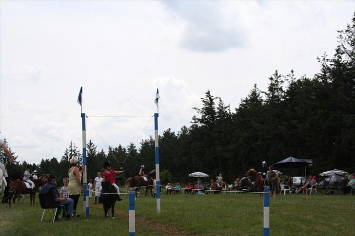 Shetlænder Felix ... - felix til ringridning med amanda billede 4