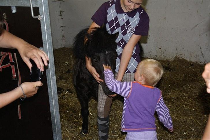 Shetlænder Felix ... - lille kusine snakker lidt med felle-manden billede 5