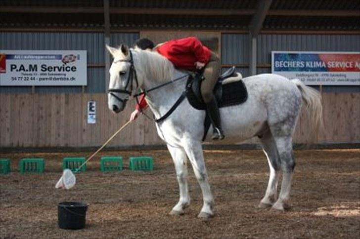 Anden særlig race Mr. Squigley/Canasta - canata leger ponygames billede 6