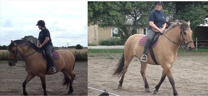 Anden særlig race Rocky billede 14