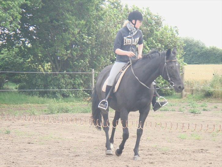 Fuldblod (XX) Ferrari (R.I.P) <3 billede 19