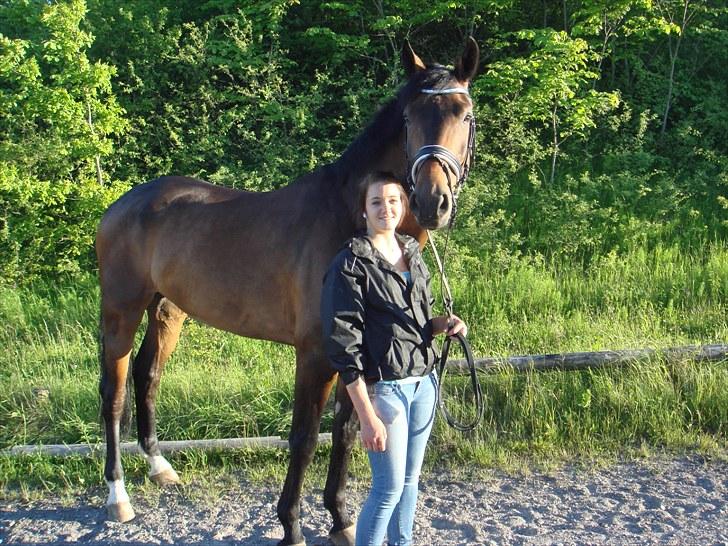 Hollandsk Varmblod Zheridan billede 12