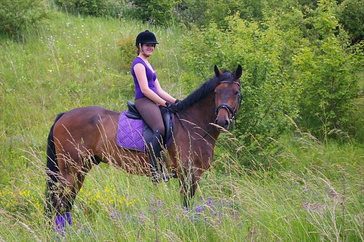 Hollandsk Varmblod Zheridan billede 13