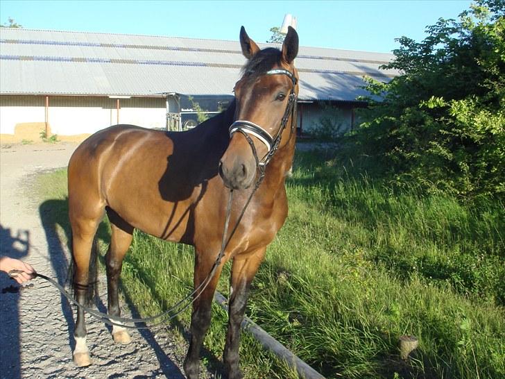 Hollandsk Varmblod Zheridan billede 15