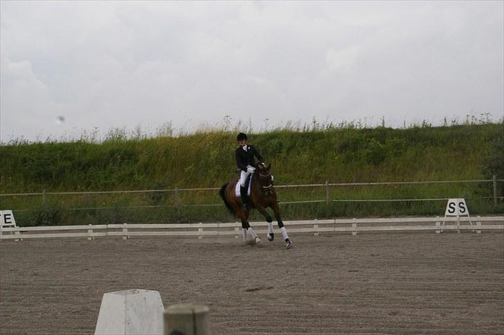 Hollandsk Varmblod Zheridan billede 20