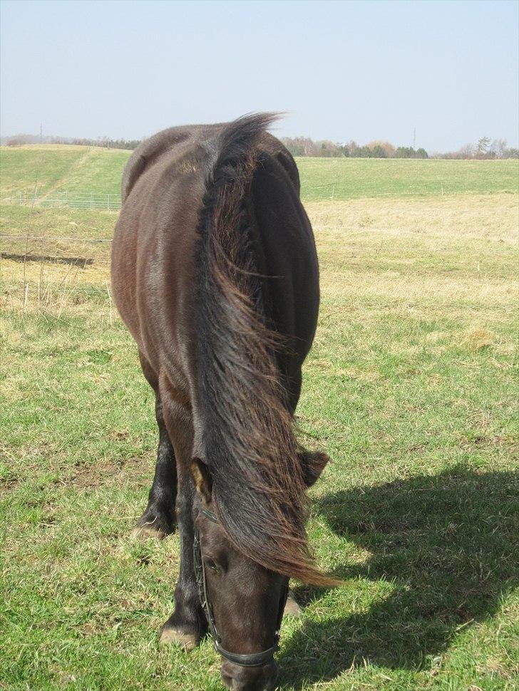 Anden særlig race Jolly - SOLGT -Savnet  billede 19