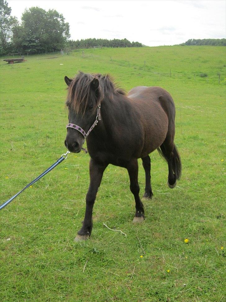 Anden særlig race Jolly - SOLGT -Savnet  billede 20