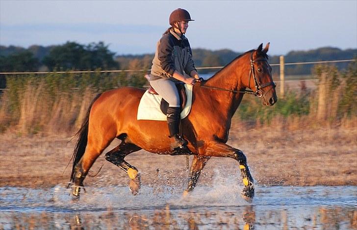 Oldenborg Aaron mak - D. 26 August 2010. Foto Lisbeth Bendixen. billede 2