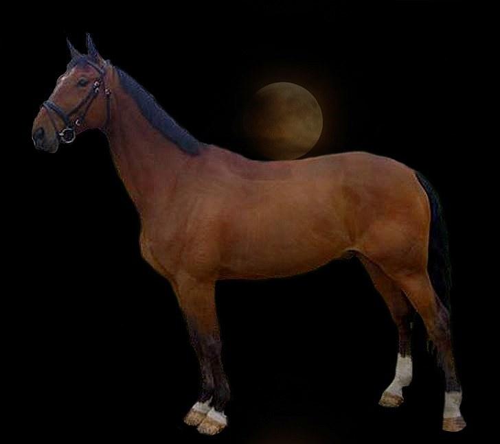 Oldenborg Aaron mak - fotomodel! billede 3