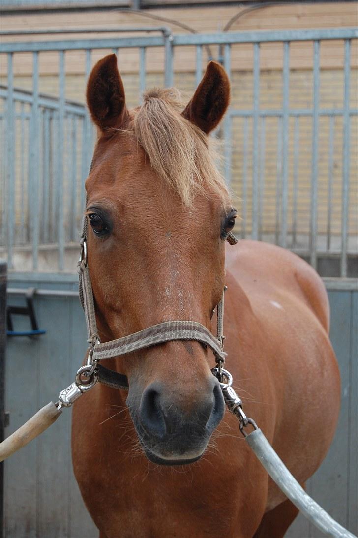 Hollandsk Sportspony Cognac  - Min smukke Coni basse :D!!!!!!!!!!! billede 17