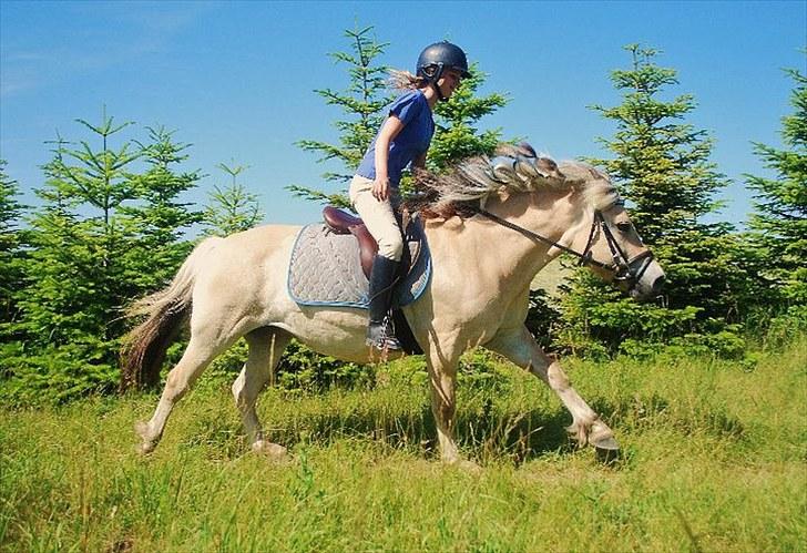 Fjordhest Bianca solgt - min pony på ridelejr<3 billede 9