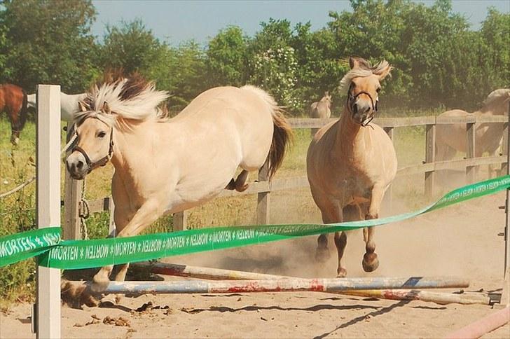 Fjordhest Bianca solgt - vi springer selv om dett er væltet <3 billede 10