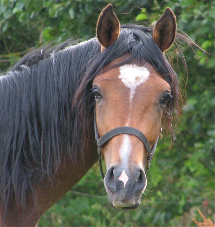 Arabisk fuldblod (OX) Ra´ja billede 1