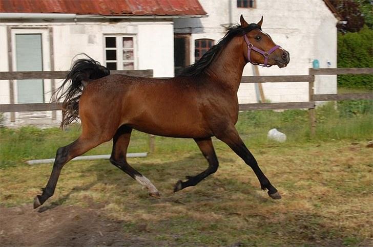 Arabisk fuldblod (OX) Ra´ja billede 2