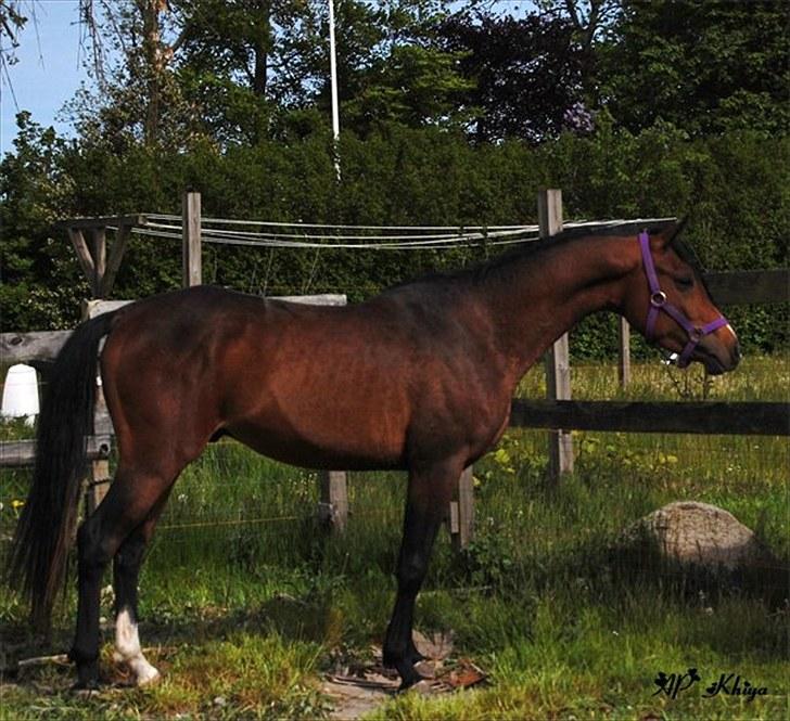 Arabisk fuldblod (OX) Ra´ja billede 3