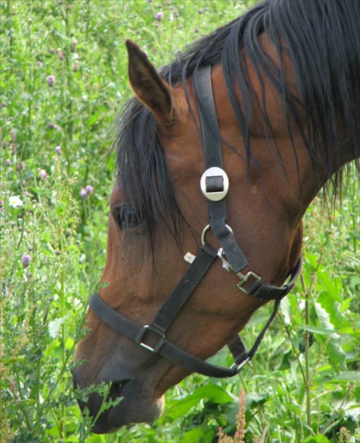 Arabisk fuldblod (OX) Ra´ja billede 4