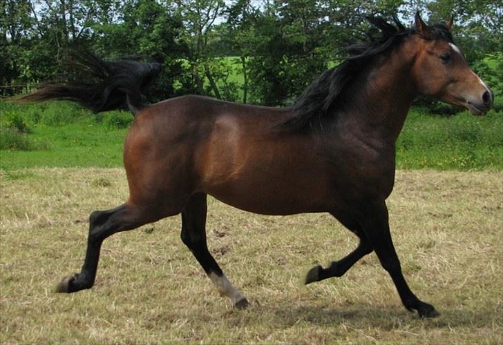 Arabisk fuldblod (OX) Ra´ja billede 5