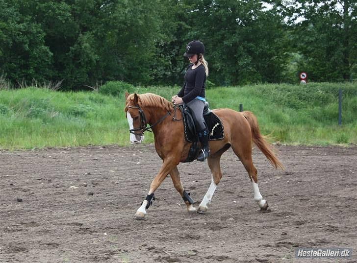 Anglo Araber (AA) Khalit - Dressur træning. billede 5