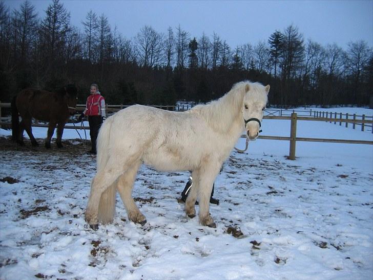 Islænder grimur - her står grimur og kikke på mig  billede 7