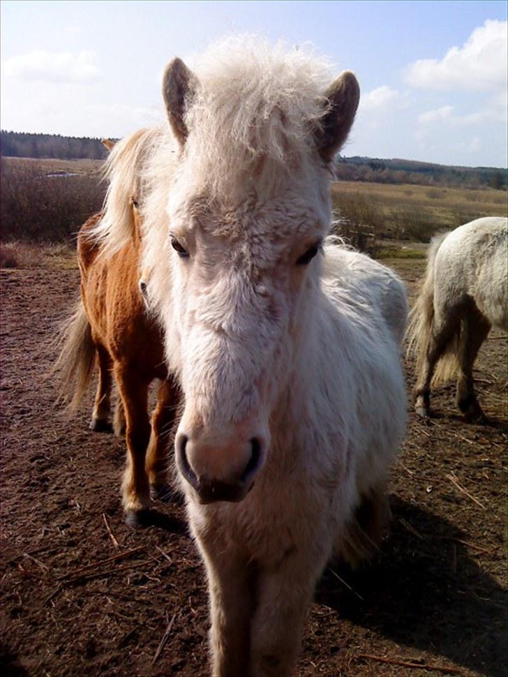 Islænder grimur - har er grimur i soleskin  billede 8