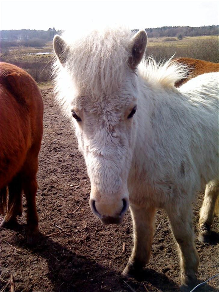 Islænder grimur - har er grimur træke billede 9