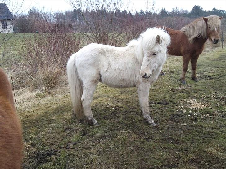 Islænder grimur - har får grimur øjepå et elle ande billede 10
