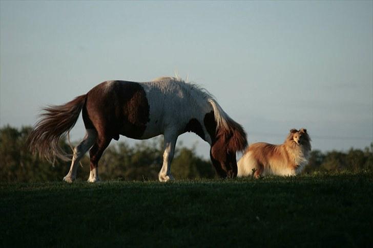 Miniature *Prins mini bob * <3 d; - Bella og Min bob ! (; foto søsters canon ! :;D  billede 11