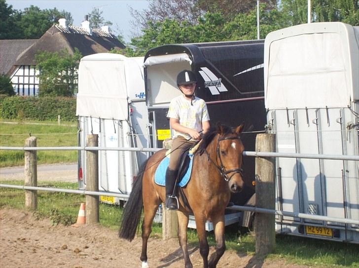 Anden særlig race simba  solgt billede 1