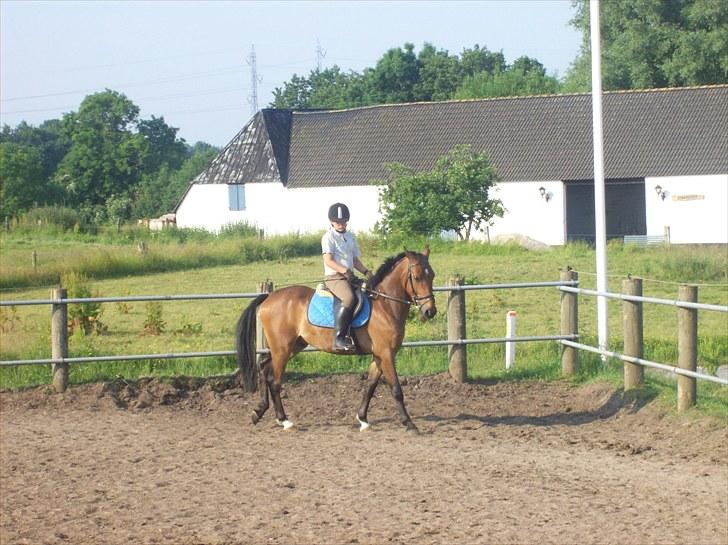 Anden særlig race simba  solgt billede 2