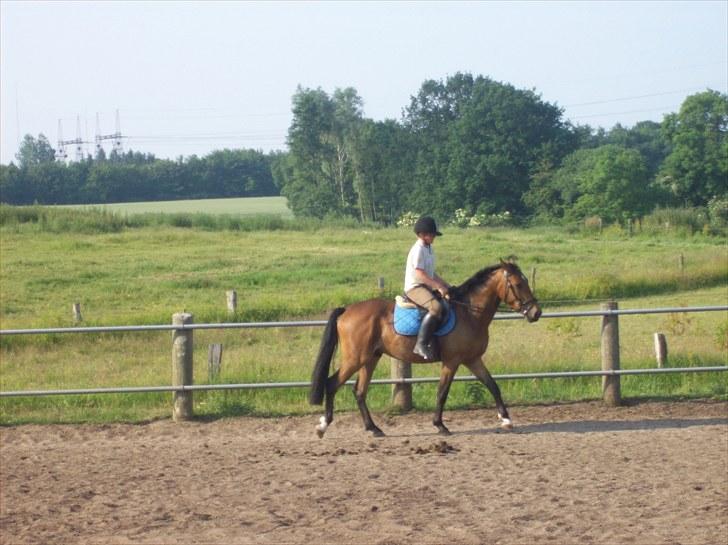 Anden særlig race simba  solgt billede 3