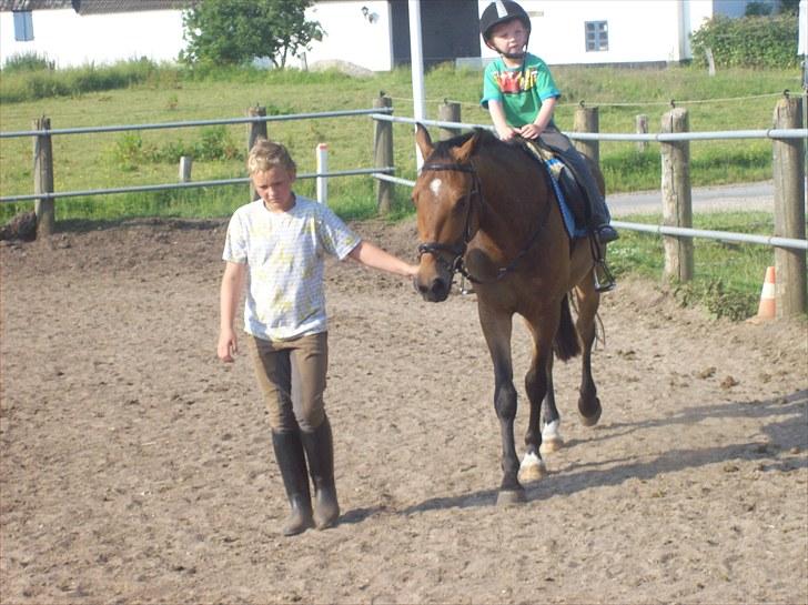 Anden særlig race simba  solgt billede 4