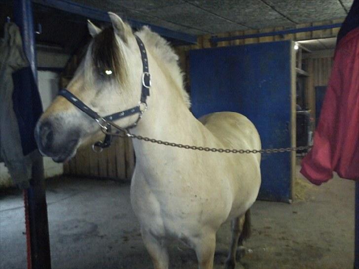 Fjordhest Lyngbjergs Frederik (R.I.P) - flotte frede :D #´ foto: lisa billede 12