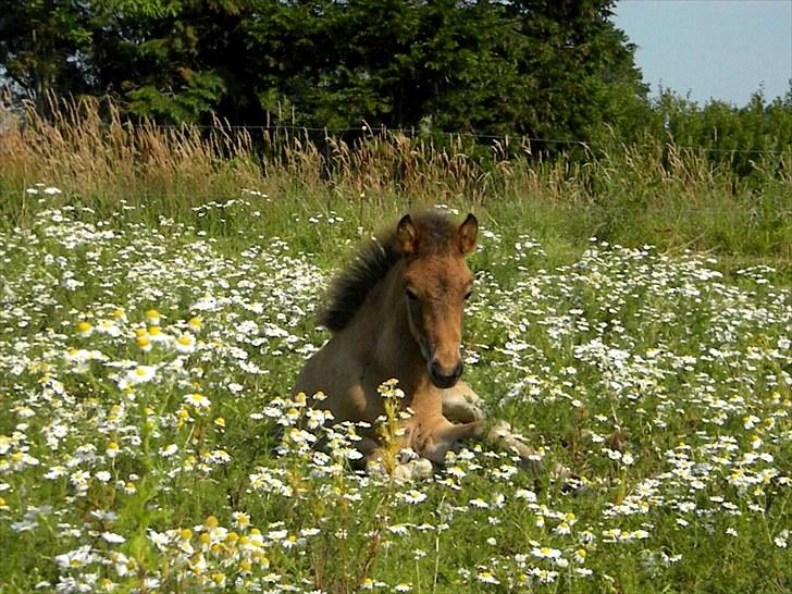 Islænder Prímus fra Toftdal - 21 Juli han vokser så hurtigt billede 14