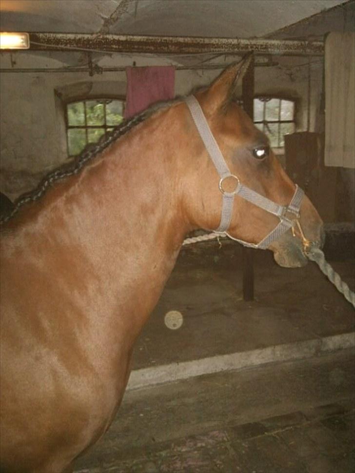 Anden særlig race Sunshine (byttet væk) billede 1