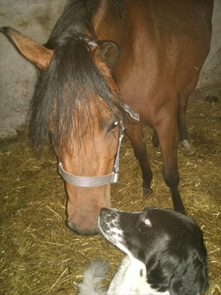 Anden særlig race Sunshine (byttet væk) billede 6
