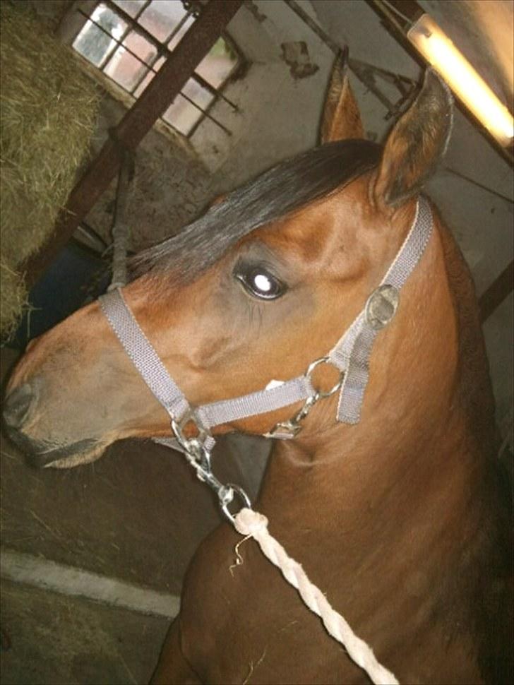 Anden særlig race Sunshine (byttet væk) billede 7