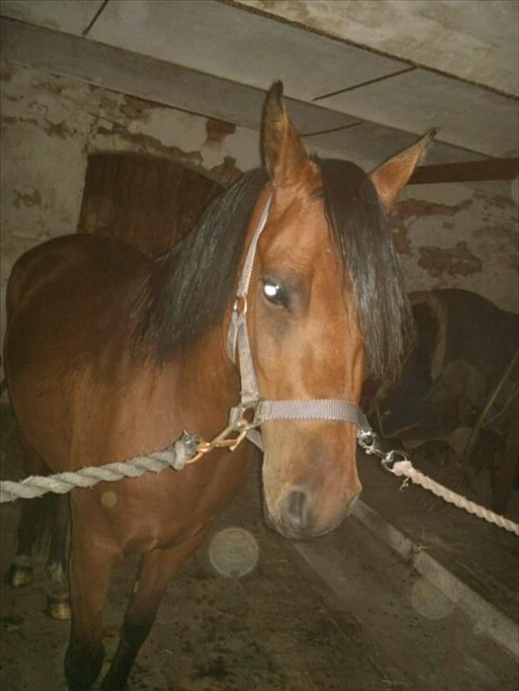 Anden særlig race Sunshine (byttet væk) billede 8