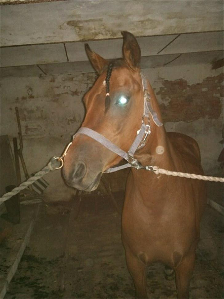 Anden særlig race Sunshine (byttet væk) billede 9