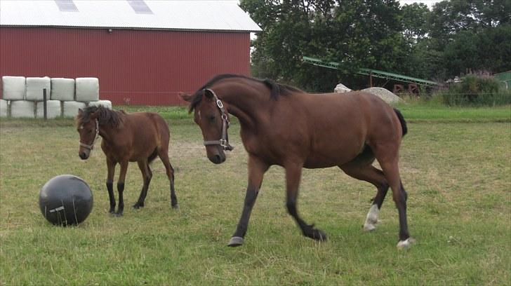 Welsh Partbred (Sec F) Aimi  - juhuuu... leg på folden... ;-P billede 17