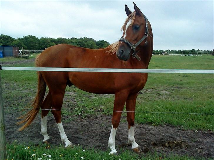 Arabisk fuldblod (OX) Noori-a-li - Solgt billede 19