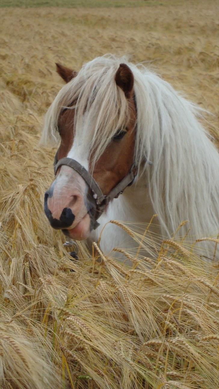 Shetlænder Balou billede 1