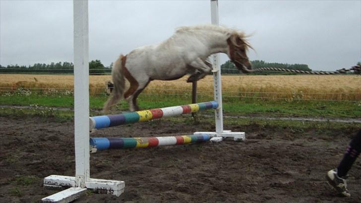 Shetlænder Balou billede 2