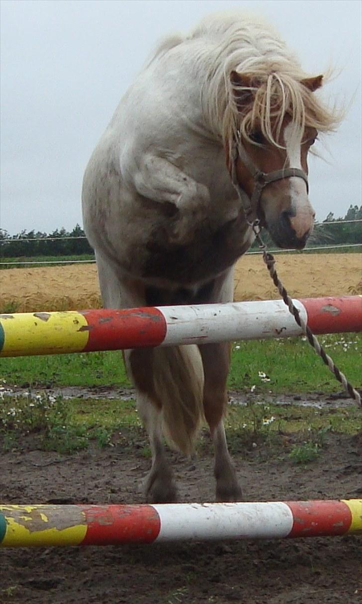 Shetlænder Balou billede 9
