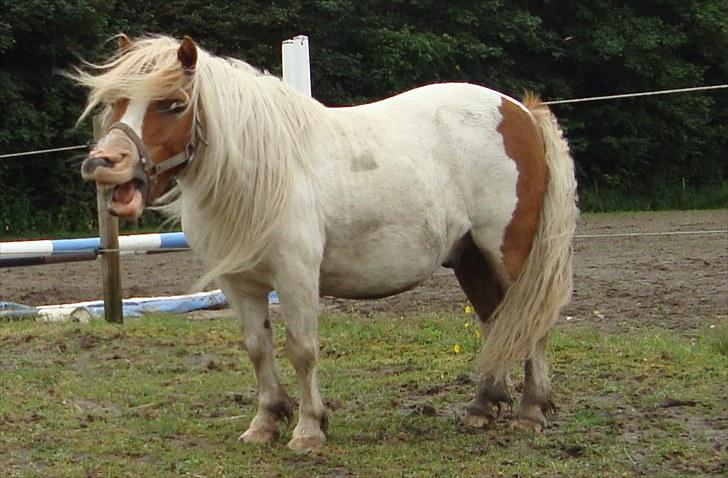 Shetlænder Balou billede 5